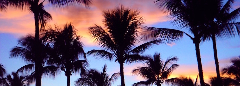 palm trees in sunset