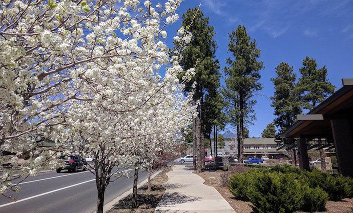 Sidewalk with white-flowering trees.