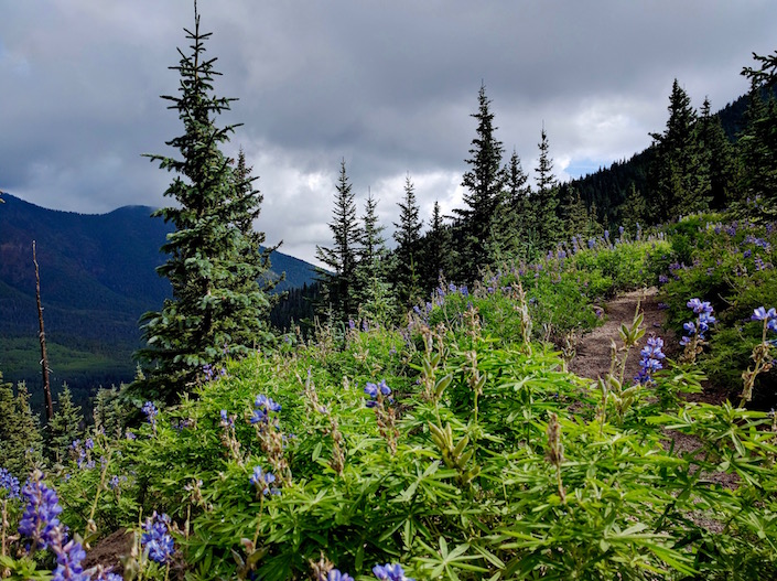 mountain trail through pines and flowers