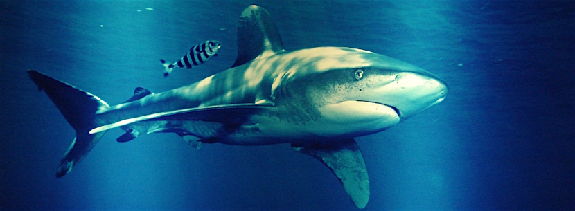 up-close shark picture