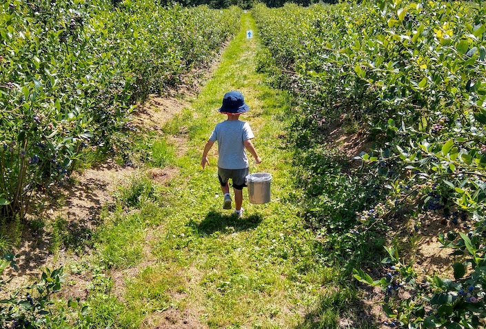 child picking blueberries